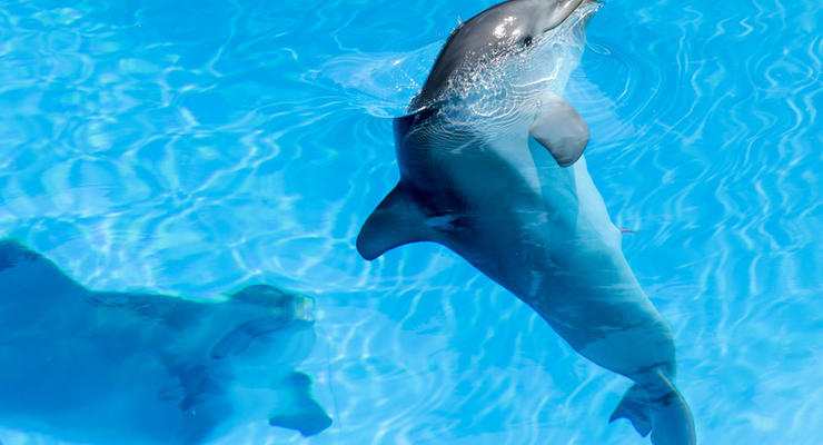 Во Франции зафиксировали рекордную массовую гибель дельфинов