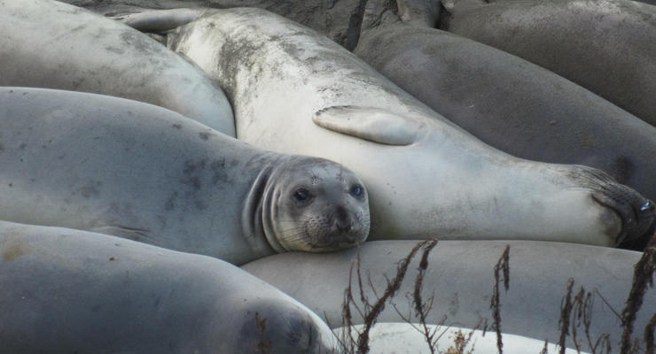 В Латвии просят не общаться с тюленями из-за их стресса