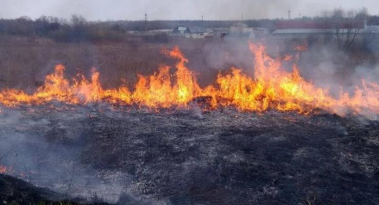 Под Киевом выгорело 15 гектаров сухостоя