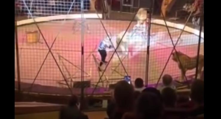 В Луганске лев напал на циркача