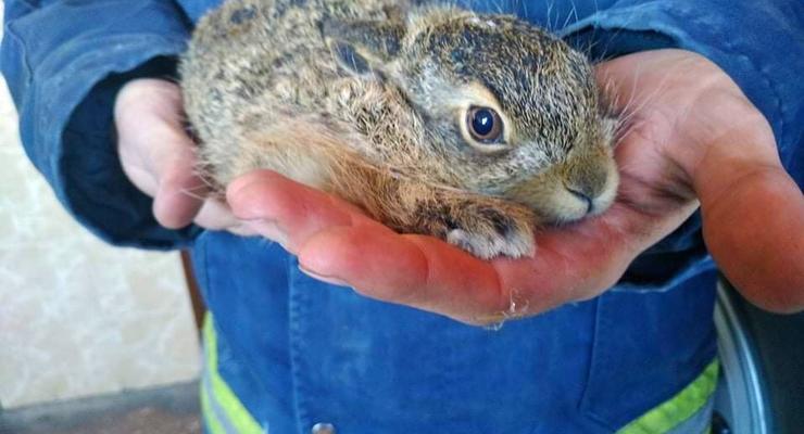 Из пожара в Киевской области спасли зайчика
