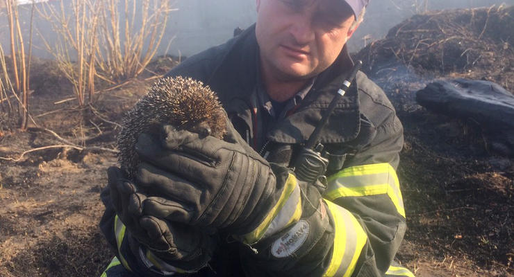 В Киевской области из горящей травы спасли ежика