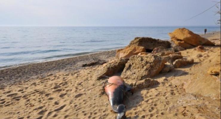Возле Севастополя массово погибли дельфины