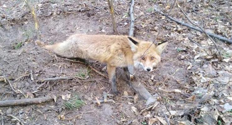 В Киевской области от смерти спасли лису