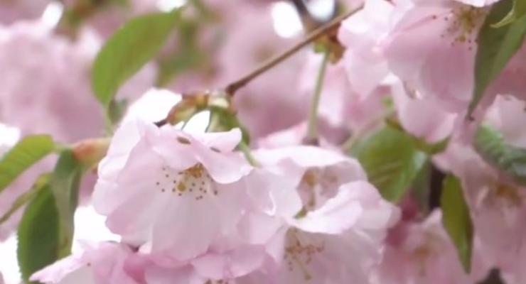 В Виннице зацвели розовые сакуры