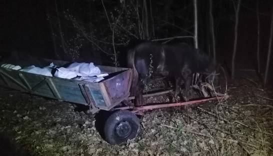 Контрабандисты на телегах пытались провезти в Беларусь 800 кг сала