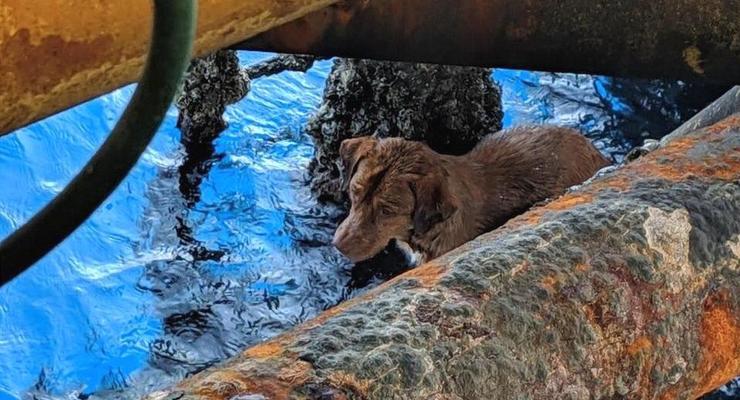 В Таиланде спасли собаку в 220 км от берега