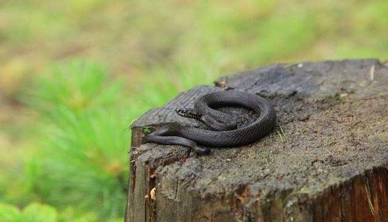Во Львовской области змея отправила мужчину в реанимацию