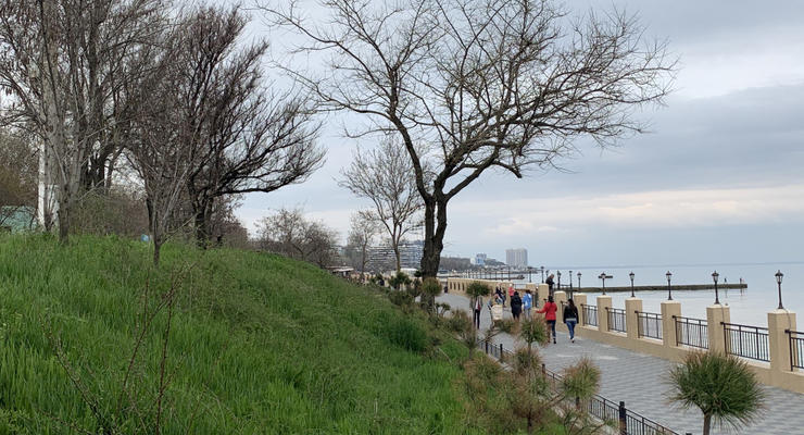 На Одесской набережной вандалы уничтожили десятки деревьев