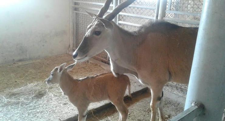 В Винницком зоопарке антилопа родила детеныша