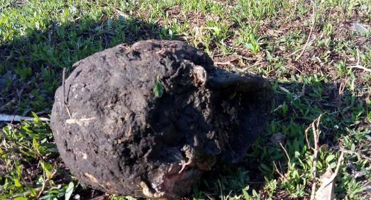 Под Харьковом собака случайно нашла во дворе человеческие останки