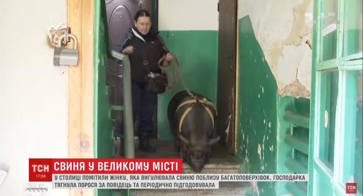 В Киеве женщина завела 100-килограммовую свинью