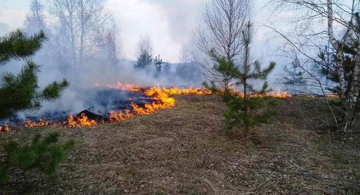 В Черниговской области горит лес: из-за масштабов пожара задействовали авиацию
