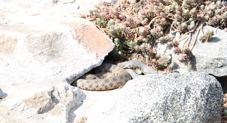 В центре Днепра на набережной нашли змею
