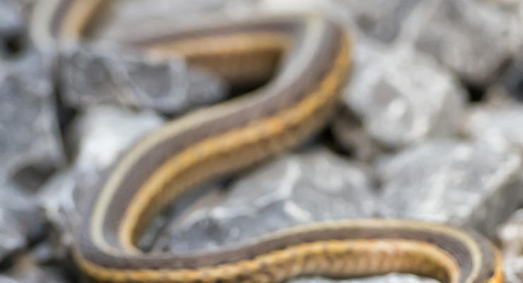 В Черновицкой области змея укусила 10-летнего мальчика