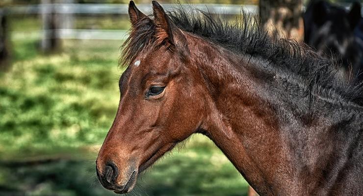 В Днепропетровской области 200 лошадей могут умереть из-за голода