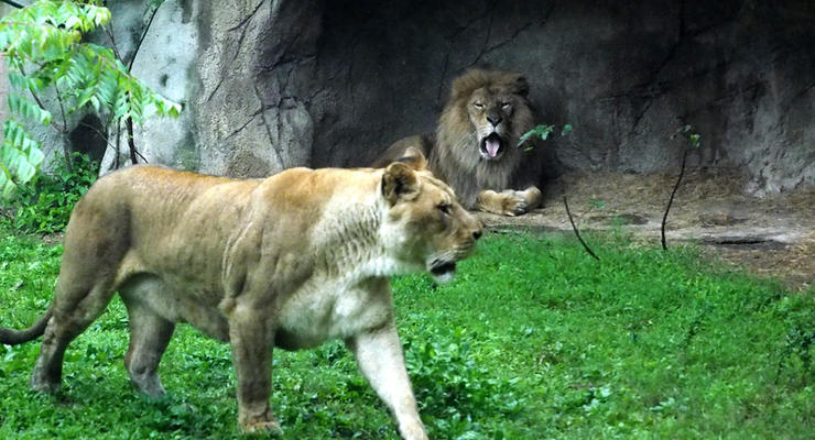 В Германии на сотрудника сафари-парка напали львы