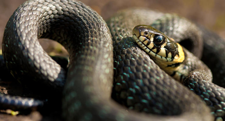 В Херсонской области змея пробралась в дом и укусила ребенка