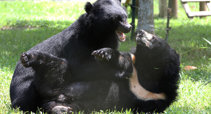 В США во дворе дома подрались два огромных медведя