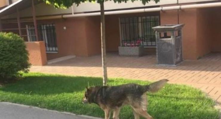 Под Киевом собака искусал 8-летнюю девочку