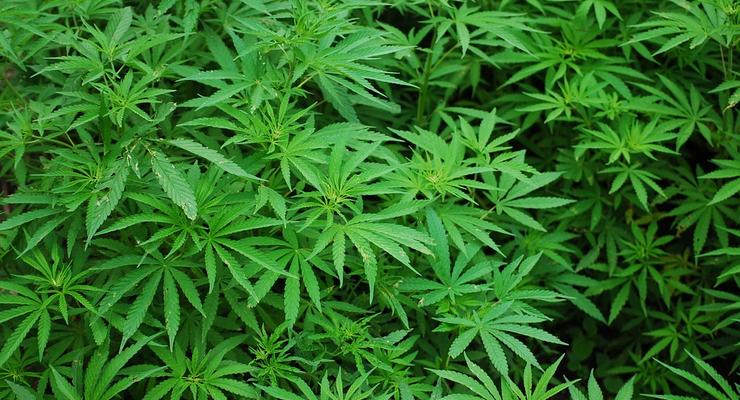 Комитет Верховной Рады поддержал легализацию медицинской марихуаны