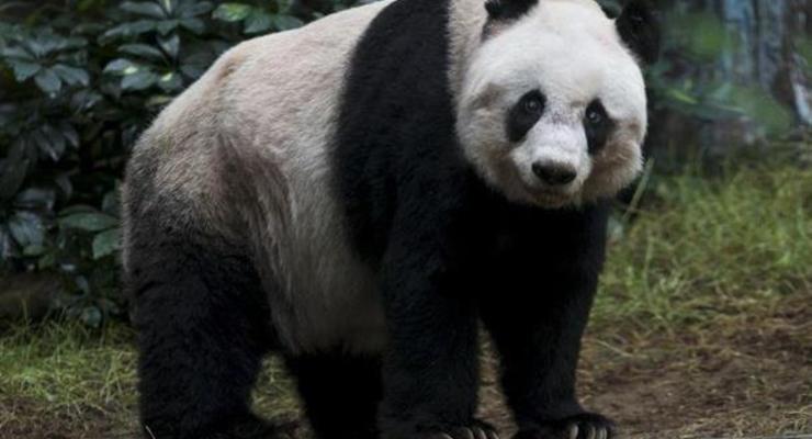 Систему распознавания панд создали в Китае
