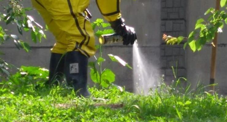 Киевский детский сад атаковали дикие пчелы