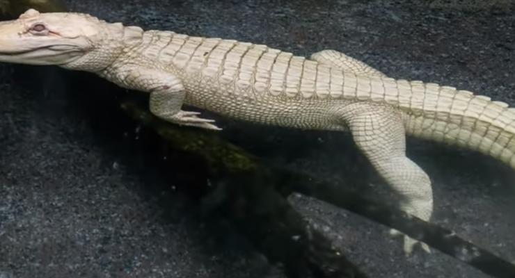 В зоопарке США появился редчайший крокодил