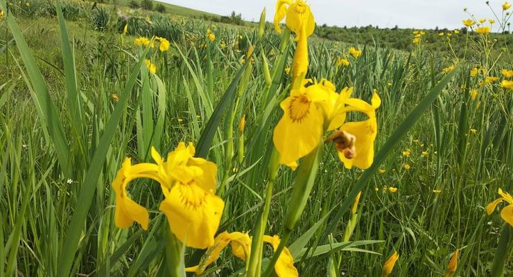 В Винницкой области расцвела долина желтых ирисов