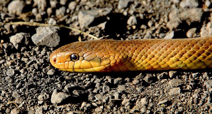 В Житомирской области 9-летнего ребенка ужалила змея