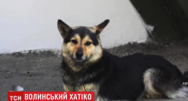 Украинский Хатико: На Волыни собака неделю ждет хозяина на остановке