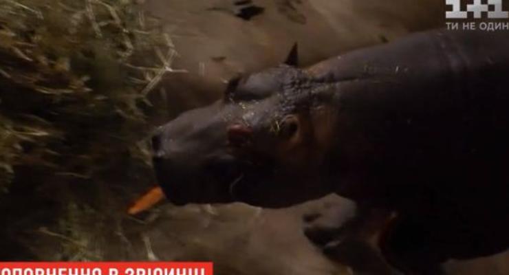 Новое пополнение: в зоопарке Киевской области появился бегемот из Франции