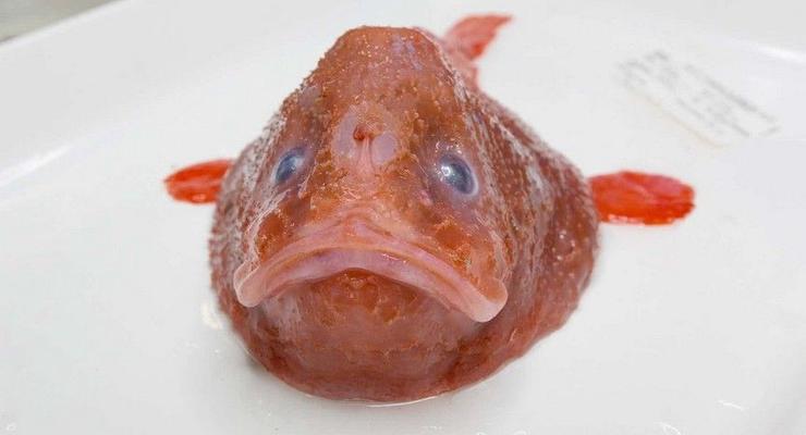 Ученые обнаружили рыбу, которая задерживает дыхание под водой – видео