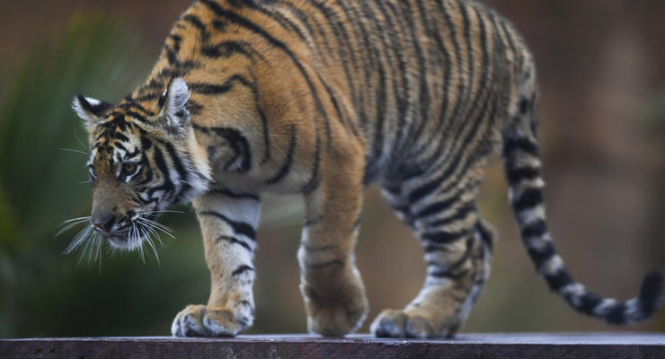 Во Вьетнаме тигр оторвал обе руки работнику зоопарка