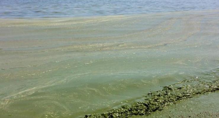 В Одессе море позеленело из-за водорослей