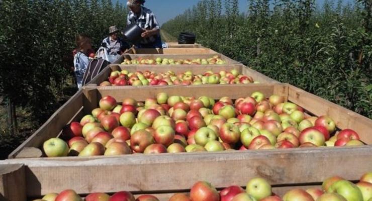 Украина резко нарастила импорт яблок