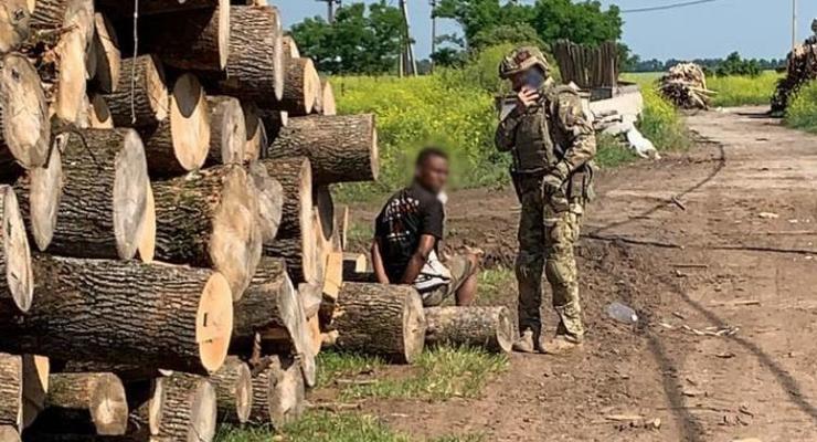 "Студенты" из Африки и Китая незаконно трудились на лесопилке под Киевом