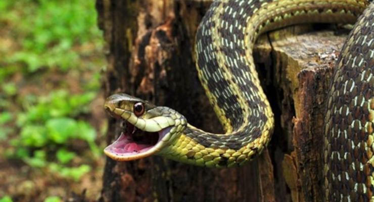 В Львовской области змеи массово нападают на людей