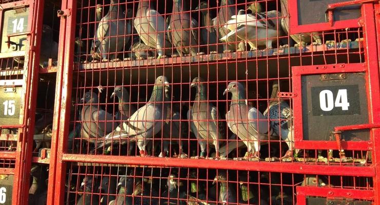 Голубиный спорт: В Украине выпустили 80 тысяч голубей из Румынии