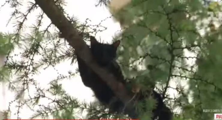 В Луцке засняли, как сотрудники ГСЧС снимали кошку с дерева