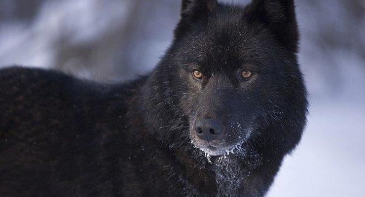 Под Харьковом появились опасные гибридные волки