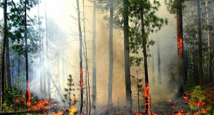 В Украине объявили самый высокий уровень пожарной опасности