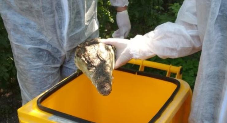 В Крыму во дворе дома разбросали головы крокодилов
