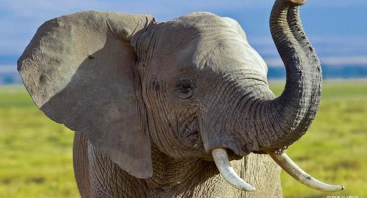 В Канаде слон напал на смотрителя зоопарка