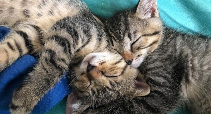 Кото-терапия: В столице впервые пройдет ярмарка котов