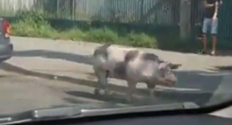 В Виннице свинья сбежала из прицепа авто посреди дороги