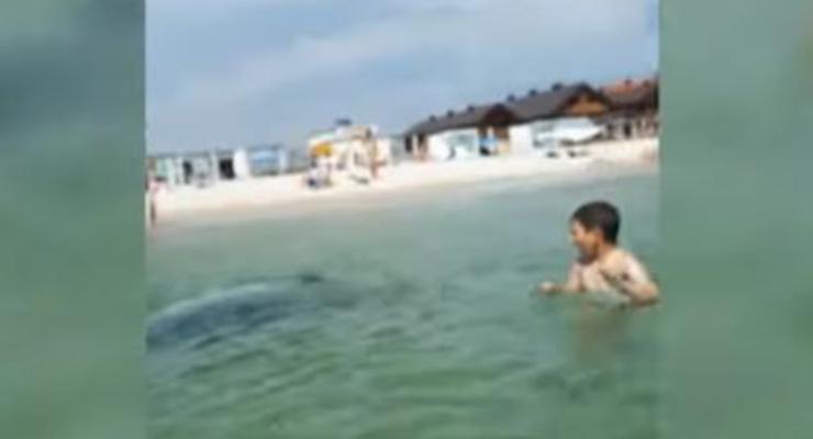 Под Херсоном дельфин приплыл на людный пляж: Играл с отдыхающими