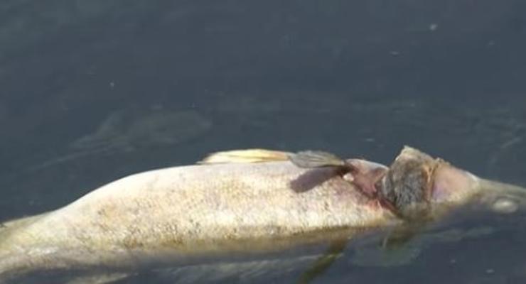 Днепр отравили: Массовая гибель рыб и раков произошла под Черкассами