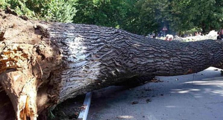 Под Львовом упавшее дерево травмировало 5 человек