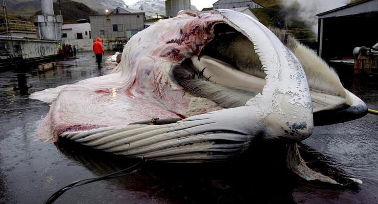 Исландия впервые за 17 лет остановила китобойный промысел